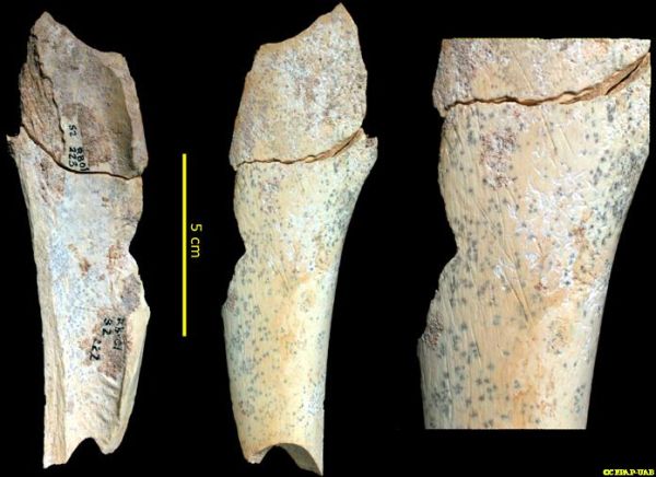 CUT MARKS ON A DIAPHYSIS BONE