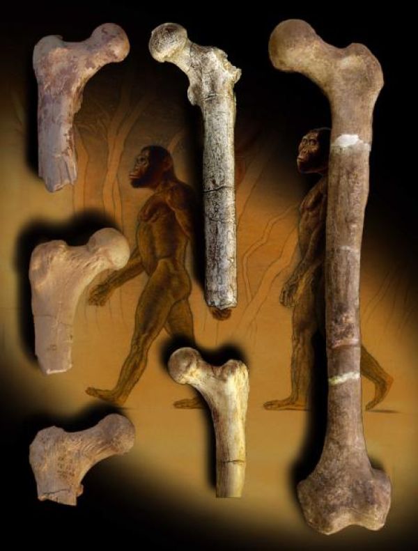 ORRORIN, BIPEDALISM IS DOCUMENTED IN THIS HOMINID -6 KYA-