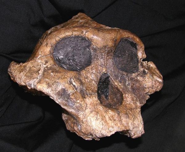 PARANTHROPUS - 2,6 MILIONS D'ANYS-