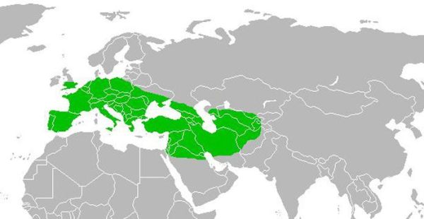 ELS NEANDERTALS NOMÉS ES LOCALITZEN A EURASIA