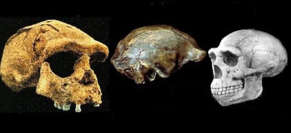 L'HOMO ERECTUS ÉS LA PRIMERA POBLACIÓ QUE SURT D'ÀFRICA.APAREIX AL CONTINENT ASIÀTIC - 1,9 MILIONS-