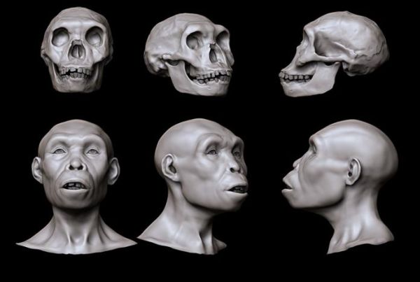 HOMO ERGASTER IS THE FIRST REPRESENTATIVE OF GENUS HOMO -2 KYA-