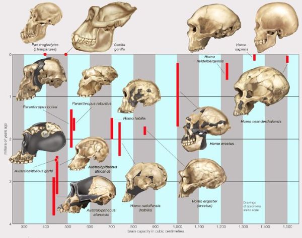 EVOLUTIONARY SCHEME PROPOSAL