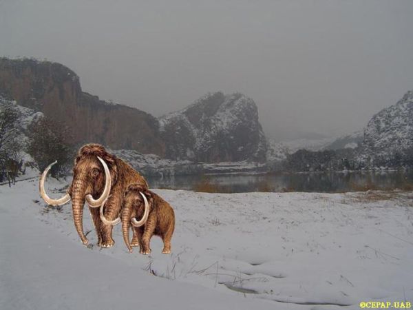 QUAN EL CLIMA ERA MÉS FRED, HI HAVIA PRESÈNCIA DE GRANS MAMÍFERS ADAPTATS A LES BAIXES TEMPERATURES