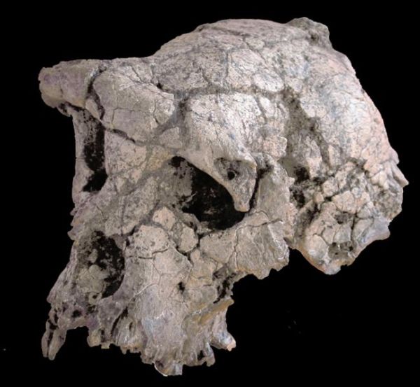 SAHELANTHROPUS, ÉS L'ANCESTRE DE L'ESPÈCIE HUMANA MÉS ANTIC. SORGEIX A ÀFRICA. - 7 MILIONS D'ANYS