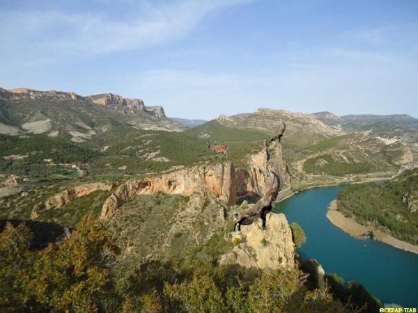 STEEP CLIFFS SURROUNDING THE SEGRE RIVER WERE IBEX TERRITORY