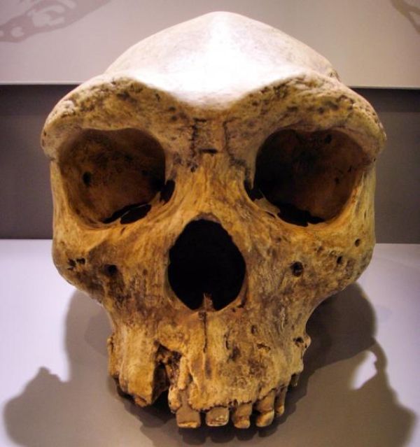 HOMO HEIDELBERGENSIS - 0,6 KYA-